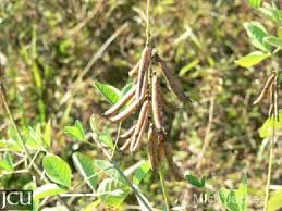 Image result for Crotalaria pallida