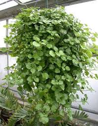 It seems to have fared just as well over the decades, and makes for a nice contrast. Swedish Ivy Plectranthus Australis Buy It Now Ivy Houseplant House Plant Care Indoor Plants