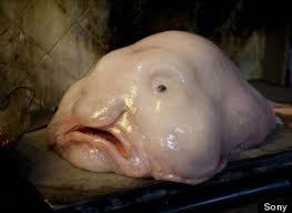 Cute Or Creepy 9 Animals Which Could Be Aliens Weird Animals Blobfish Creepy Animals