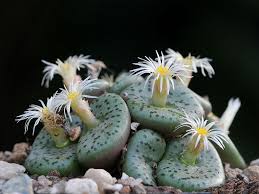 Image result for Conostomium