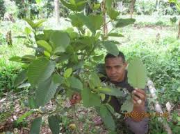 Silakan klik tanam pokok ketum subur dikawasan berbatu untuk melihat artikel selengkapnya. Kenapa Pengerusi Risda Nak Sangat Komersialkan Ketum Soscili