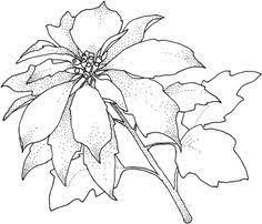Participaron 30 residentes de a&m contract, agente administrador de la administración de vivienda pública (avp) del área 4 y los líderes recreativos. Pin By Sammy Jo Reilly On Coloring Flower Coloring Pages Poppy Coloring Page Poinsettia Drawing
