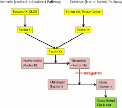 coagulation cascade coagulation cascade diagram pathways