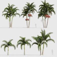 Image result for Wodyetia