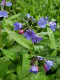 Image result for Clutia angustifolia