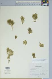 Image result for Ceratophyllum muricatum