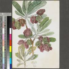 Image result for Terminalia trichopoda