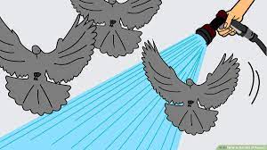 Jun 03, 2021 · how to get rid of pigeons on roof install sloped sheathing. 3 Ways To Get Rid Of Pigeons Wikihow