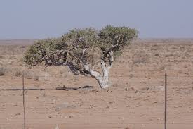 Image result for Boscia albitrunca