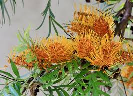 Image result for Grevillea robusta