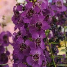 Archangel Dark Purple Angelonia Plants Summer Plants Easy Plants