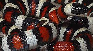 California Mountain King Snake Found From Near Sea Level Along The South Coast To 9 000 Feet Harmless To Humans Average Length Snake Lovers Snake Milk Snake