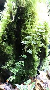 Image result for Hermannia parvula