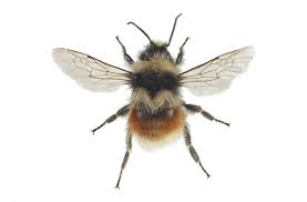 Image result for Bombus lapponicus