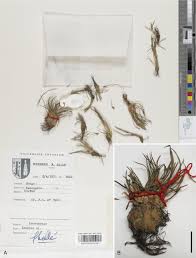 Image result for Isoetes schweinfurthii