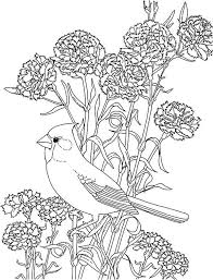 Carnation Flower And Cardinal Bird Coloring Page Bird Coloring Pages Flower Coloring Pages Coloring Pages