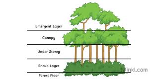 The tropical rainforest is found between 10 ° n and 10 ° s latitude at elevations below 3,000 feet. Structure Of A Tropical Rainforest Classroom Mangement Geography Ks3