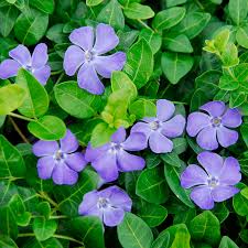 Image result for Vinca minor