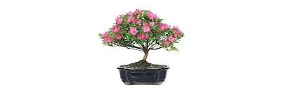 Azalea bonsai trees must not dry out but they also don't like permanent. Amazon Com Brussel S Live Satsuki Azalea Outdoor Bonsai Tree 5 Years Old 6 To 8 Tall With Decorative Container Garden Outdoor