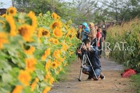 Resoinangun garden menyajikan hamparan bunga matahari yang sangat indah. Lahan Bunga Matahari Di Bantul Yogyakarta Jadi Ajang Selfi