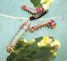 Check spelling or type a new query. Growth Biology Britannica