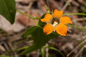 Image result for Momordica boivinii