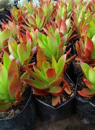 Image result for Crassula capitella