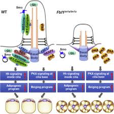 Image result for Beige 1972 Caloric