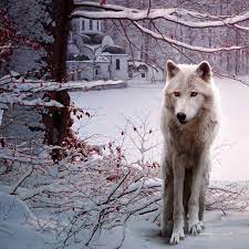 Pin By Katy Castle On Animals Wolf With Red Eyes Wolf Animals Beautiful