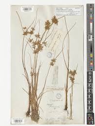 Image result for Pycreus flavidus