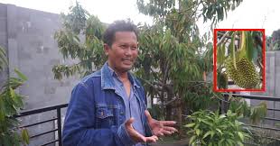 Pokok durian belanda pokok durian musang king pokok durian duri hitam pokok durian hybrid pokok durian dalam pasu pokok. Lelaki Ini Buktikan Pokok Durian Musang King Boleh Berbuah Dalam Pasu Begini Caranya My Info Berita