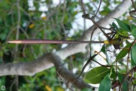 Image result for Rhizophora racemosa