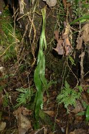 Image result for Ophioglossum thomasii