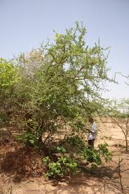 Image result for Commiphora africana