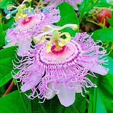 Image result for Passiflora quadrangularis
