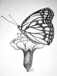 Drawings of flowers and butterflies at paintingvalley com explore. Butterfly On Flower Drawing Realistic Novocom Top