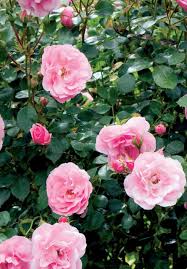 Oraya uyum sağlamış canlı bitkilerin bakımı çok daha kolay olacaktır. Su Istemeyen Dis Mekan Bitkileri Susuzluga Dayanikli 19 Cicek Evim