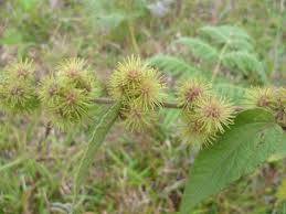 Image result for Triumfetta pilosa