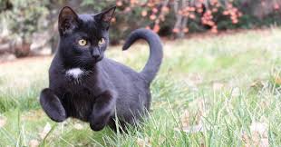 In addition to planting plants that deter cats, use several of these methods for keeping cats out of plants and to help stop cats from. 9 Recommended Ways To Keep The Cats Off The Garden