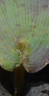 Image result for Panicum carneovaginatum