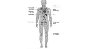 Anatomie des menschen (fach) / lymphsystem (lektion). So Konnen Sie Ihr Lymphsystem Anregen Focus Arztsuche