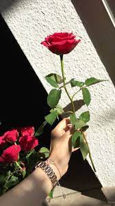 Pin By Kaanch Kii Guriiya On Flowers Aesthetic Roses Rose Tumblr Love Rose Flower