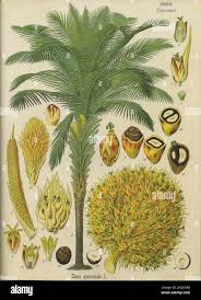 Image result for Usteria guineensis