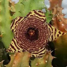 Image result for Huernia hystrix