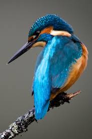 Birds That Start With A C Kingfisher Prachtige Vogels Ijsvogel Vogels Tekenen