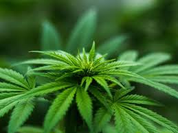 Figure 1: Marijuana