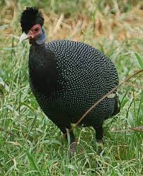 Pin On Passionate About Poultry