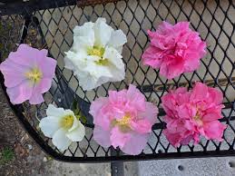 Image result for Hibiscus mutatus