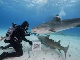 See full list on scubasplash.com Sharks You Can See When Scuba Diving Places To Dive With Sharks