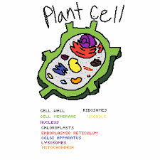 We did not find results for: Pixilart My Cell Project By Kingsy Boi